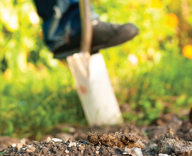 How to Separate Rocks from Dirt and Sow Success